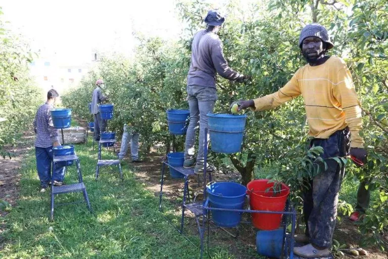 Borses de treball en marxa per buscar temporers per a la fruita