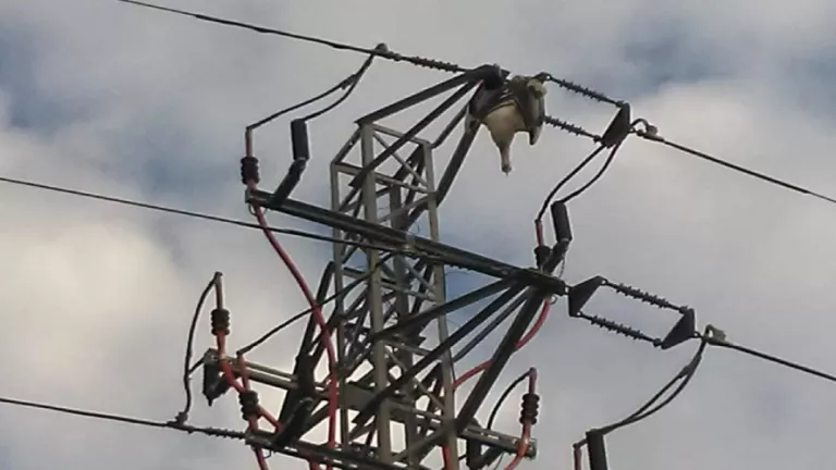 Denuncien la mort d’aus en torres elèctriques, 600 de les quals protegides
