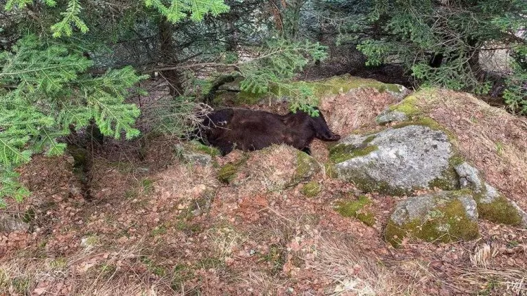Troben mort l’ós Cachou en un paratge de difícil accés a Les