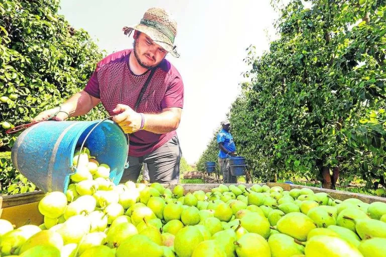 UP preveu millors preus en la campanya de fruita dolça