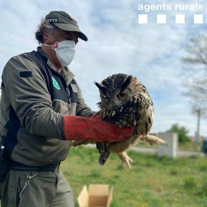 Rescaten un gran duc ferit a Cervera