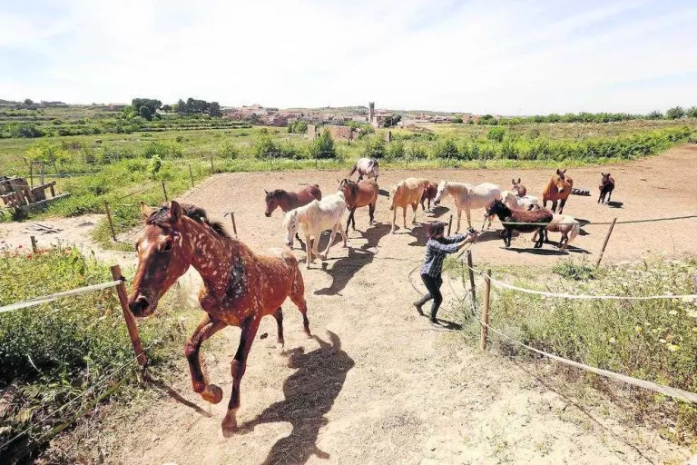 Un oasi per a cavalls al límit