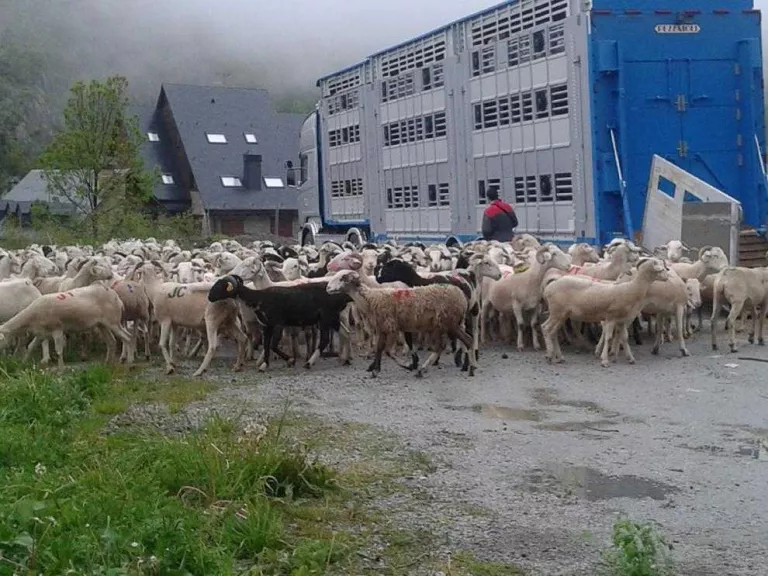 Foto d’arxiu de l’arribada de bestiar per reagrupar-lo.