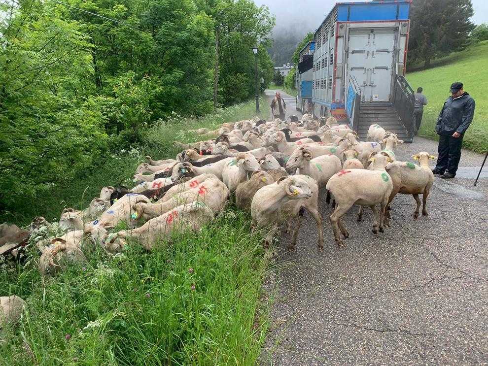 L’arribada dels primers ramats propietat de divuit ramaders que pasturaran a Casau protegits de l’ós aquest estiu.