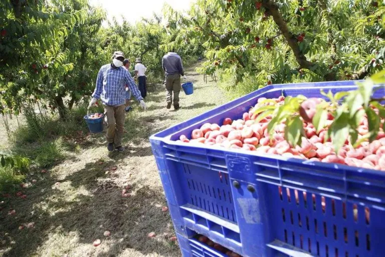 Denuncien maniobres per enfonsar els preus de la fruita en origen