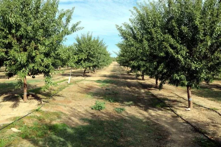 Lleida produirà enguany un 5,7 per cent més d'ametlla