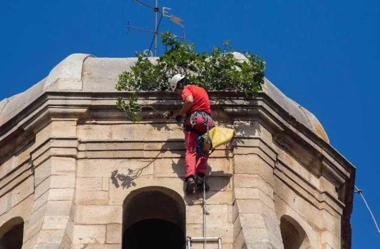 Un dels tècnics retirant ahir la figuera del campanar.