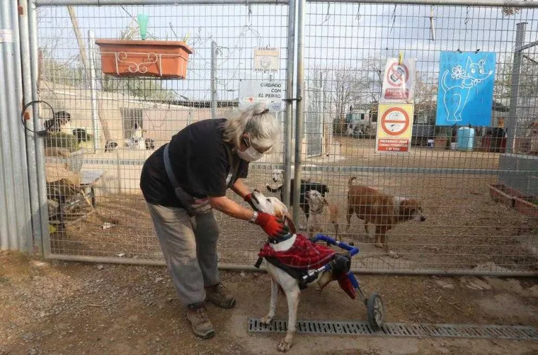 El mal tracte animal no cessa