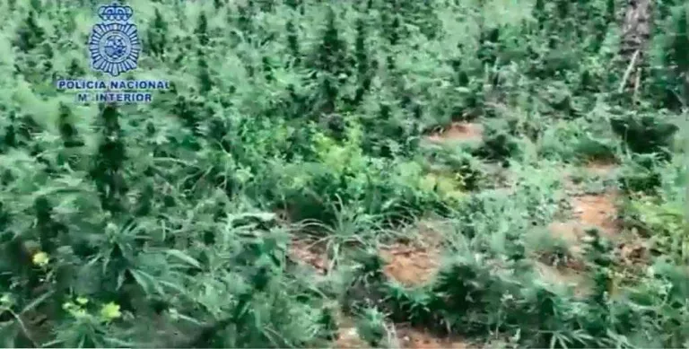 ⏯️ Cau un grup de cultiu i tràfic de marihuana a gran escala