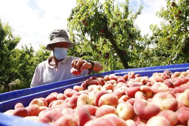 Afrucat i Energy Tools s'uneixen per reduir el cost econòmic del rebut elèctric del sector fruiter