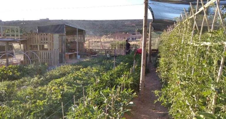 Finca perquè joves de Castelldans tinguin horts