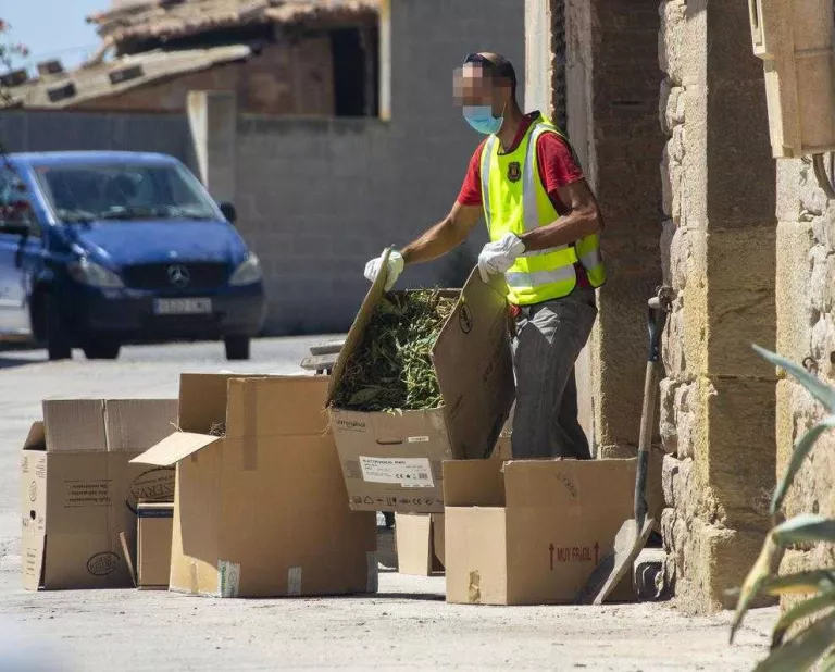 Troben plantacions de marihuana a la Guàrdia d'Urgell i el Solsonès