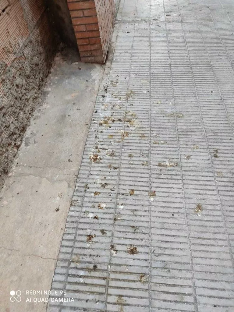 Denuncien brutícia per excrements de coloms