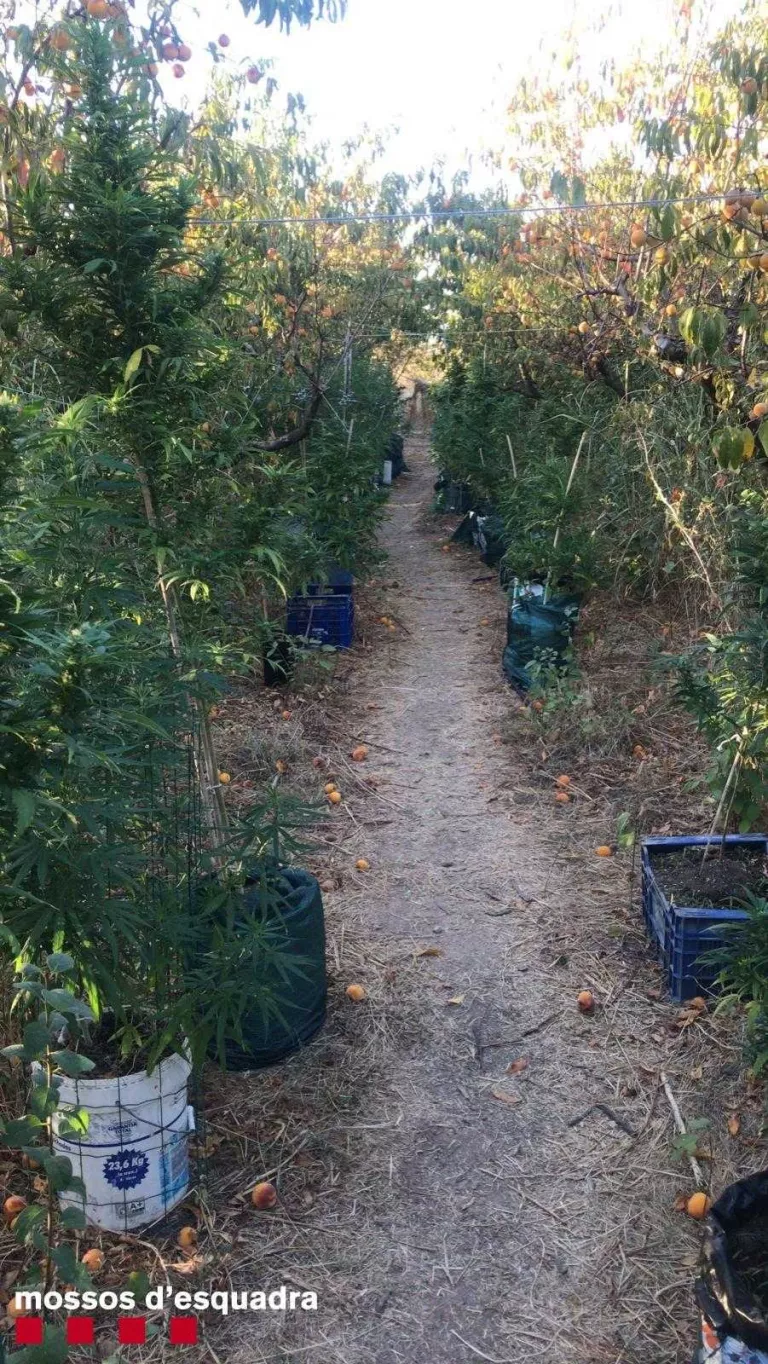 Detinguts per conrear maria entre arbres fruiters a Aitona