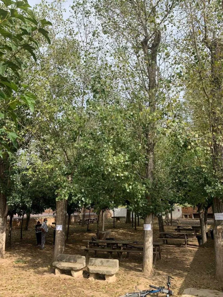Campanya veïnal per evitar la tala d'arbres 'històrics' a Puigverd de Lleida