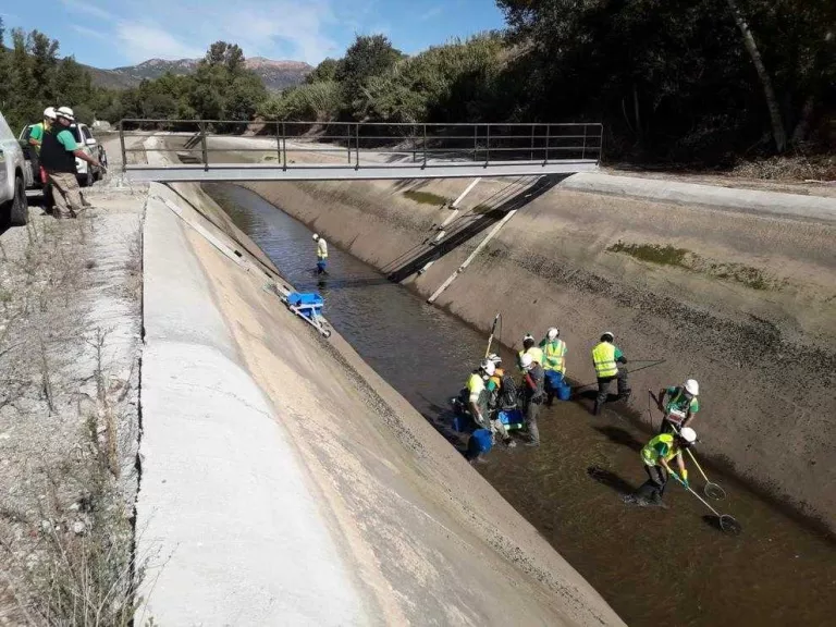 Endesa rescata peixos del canal de Balaguer abans de buidar-lo per obres