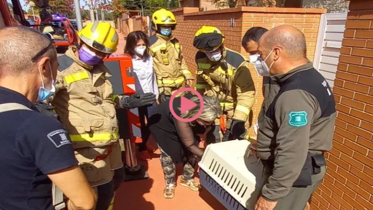 ⏯️ Els Bombers rescaten una iguana d'un arbre