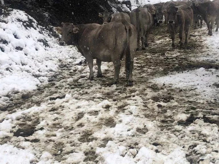 Més nevades al Pirineu i un rescat de 400 vaques a Aran
