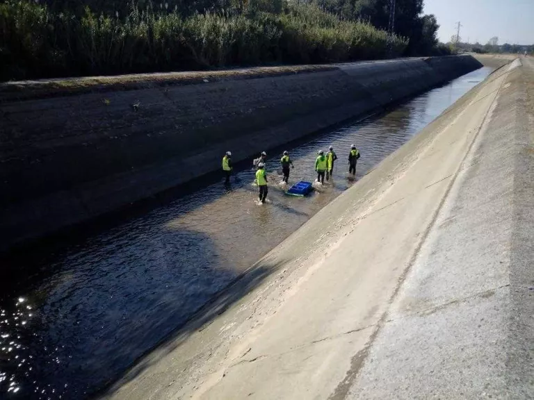 Rescat de peixos abans de buidar el canal de Seròs