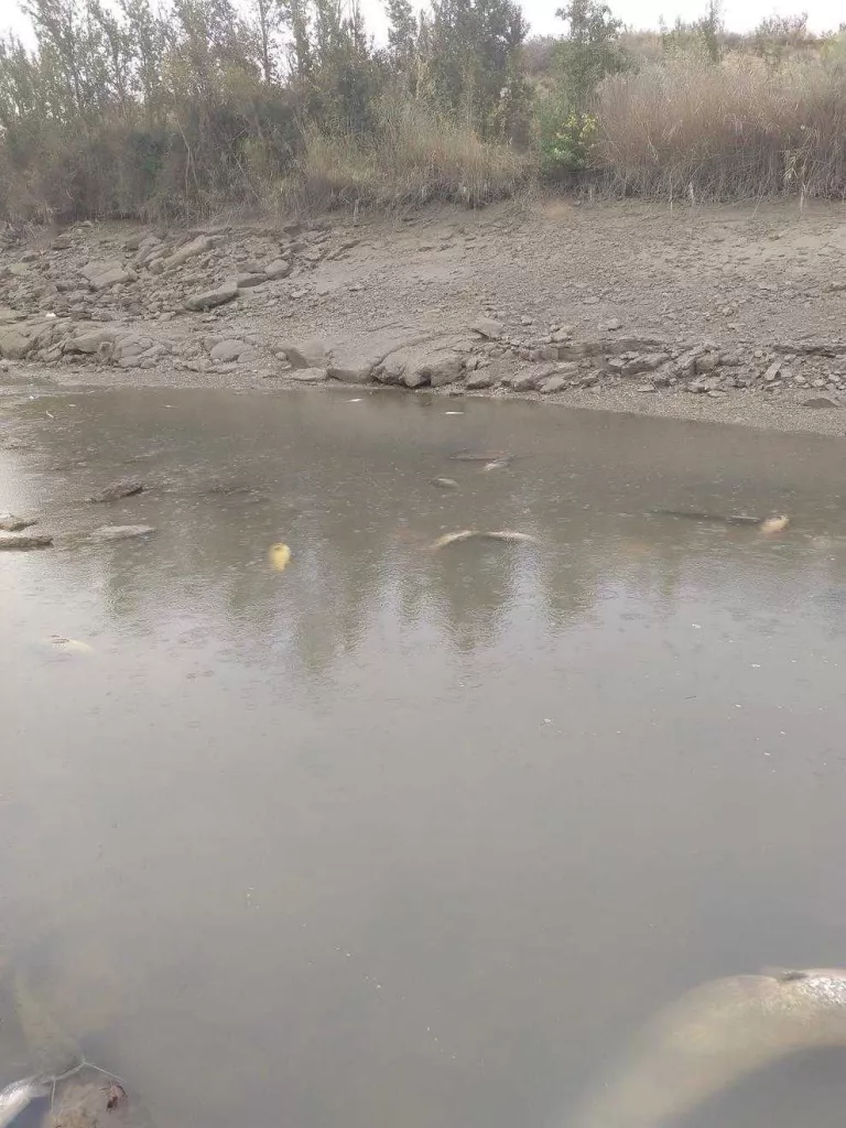 Peixos morts ahir a les ribes del canal de Seròs.