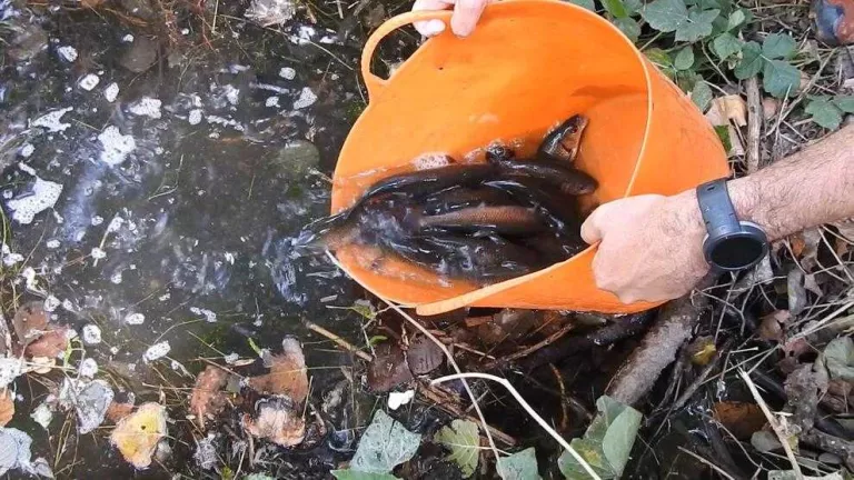Lliures més de mil peixos autòctons a Alguaire