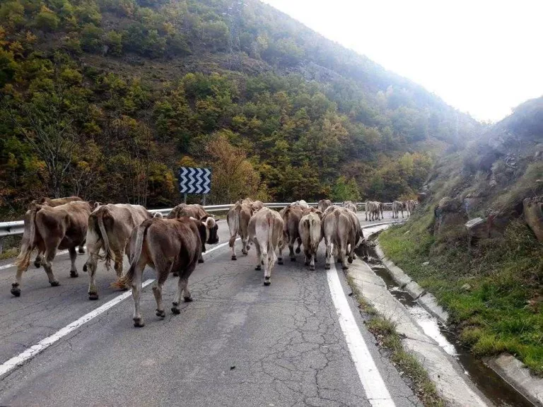 Pastures d'alta muntanya acaben abans per l'ós