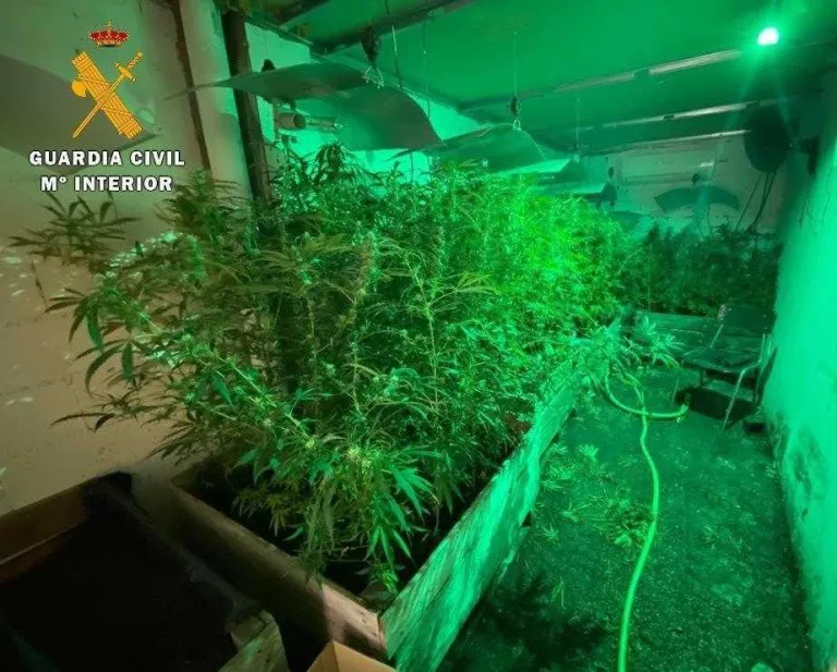 Tres detinguts i 280 plantes de marihuana decomissades a Fraga