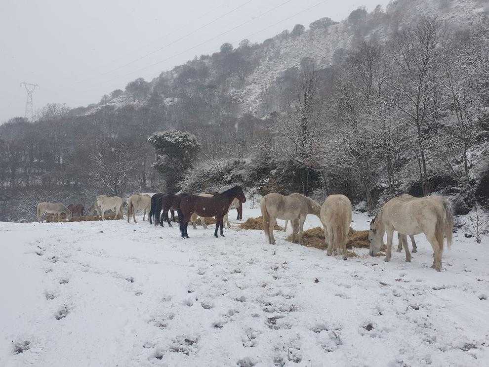 La neu obliga a portar menjar als animals al Pirineu