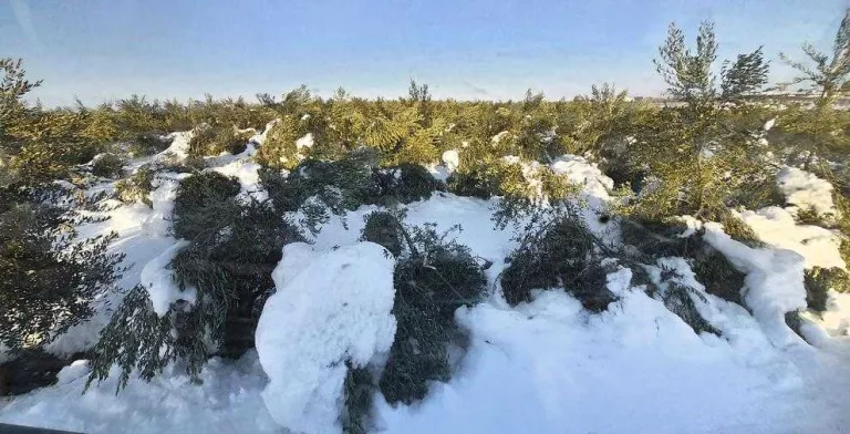 Pagesos afectats per les nevades esperen rebre ajuts pels danys a les oliveres abans del 14-F