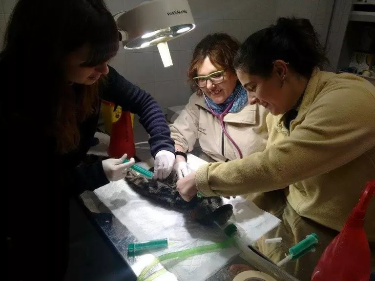 El centre de Vallcalent va atendre 2.408 animals el 2017