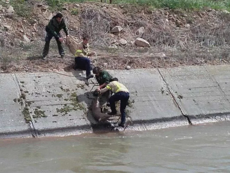 Rescaten un cabirol atrapat al canal a Vilanova de la Barca