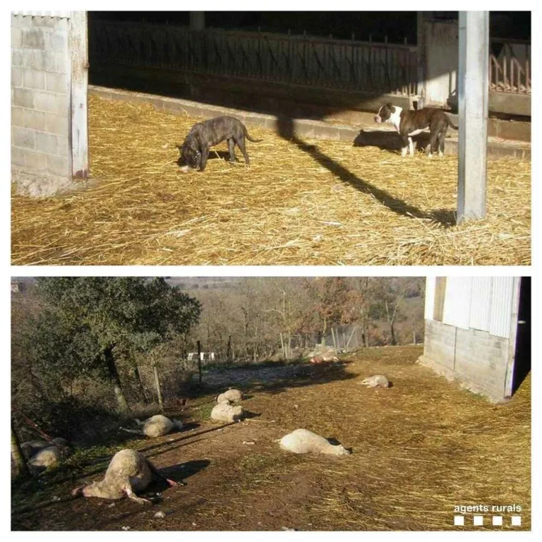 Dos gossos deslligats maten diverses ovelles al Solsonès