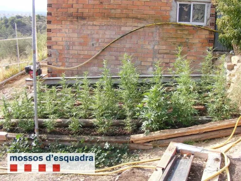 Els Mossos intervenen 181 plantes de marihuana en una finca de Juncosa