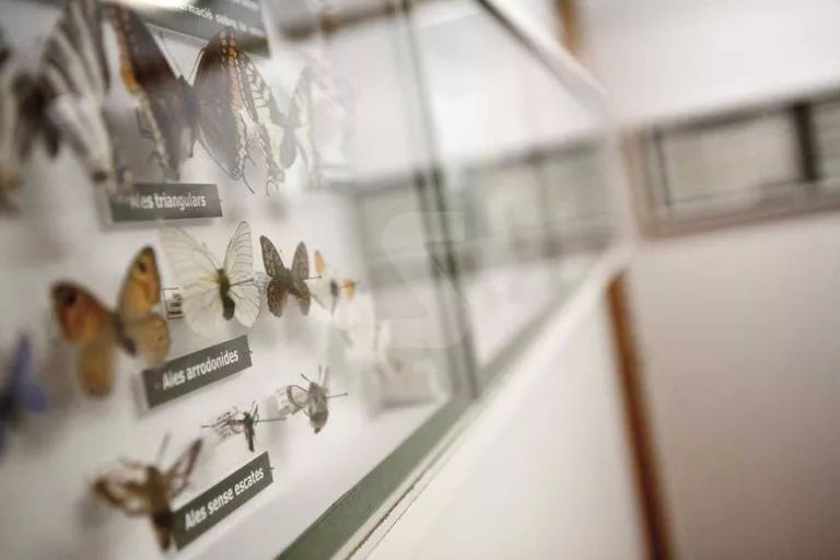El Museu de les Papallones obre la nova seu després de tancar a Sort