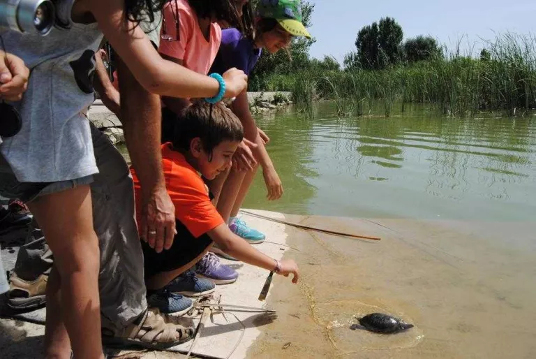 Alliberen deu tortugues en risc d'extinció a l'estany d'Ivars i Vila- sana