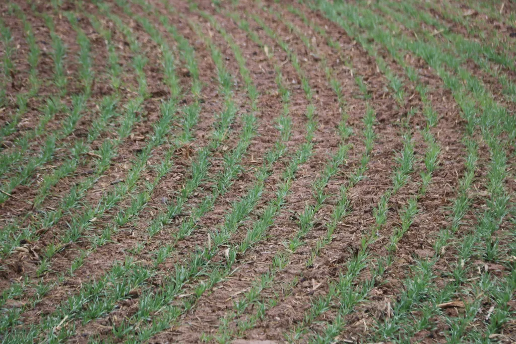 ⏯️ El canal Segarra-Garrigues inicia la campanya de reg "més difícil de la seva història"