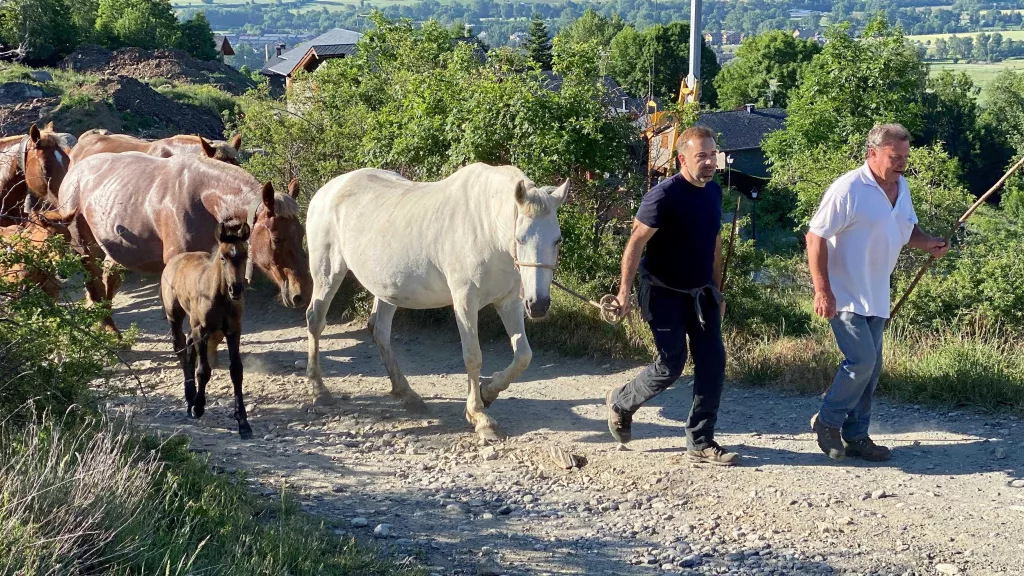 ⏯️ Prop de cent persones acompanyen el bestiar de Llívia en el camí de la transhumància