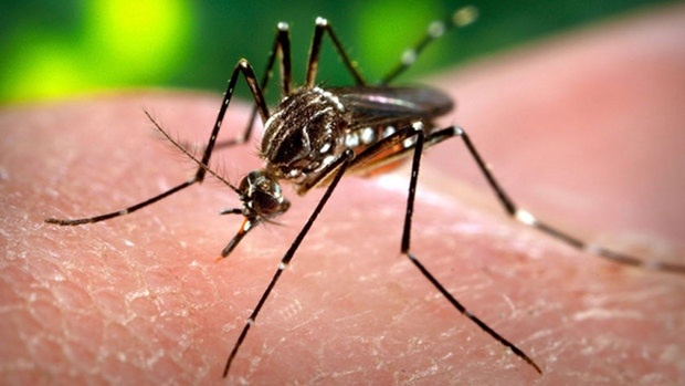 Primera afectada de Zika a Lleida