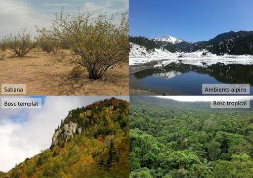 Un estudi de la UdL conclou que les plantes optimitzen l'ús de l'aigua segons l'ambient on viuen