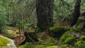 Aigüestortes concentra els boscos madurs de més qualitat coneguts fins ara a Catalunya i Espanya