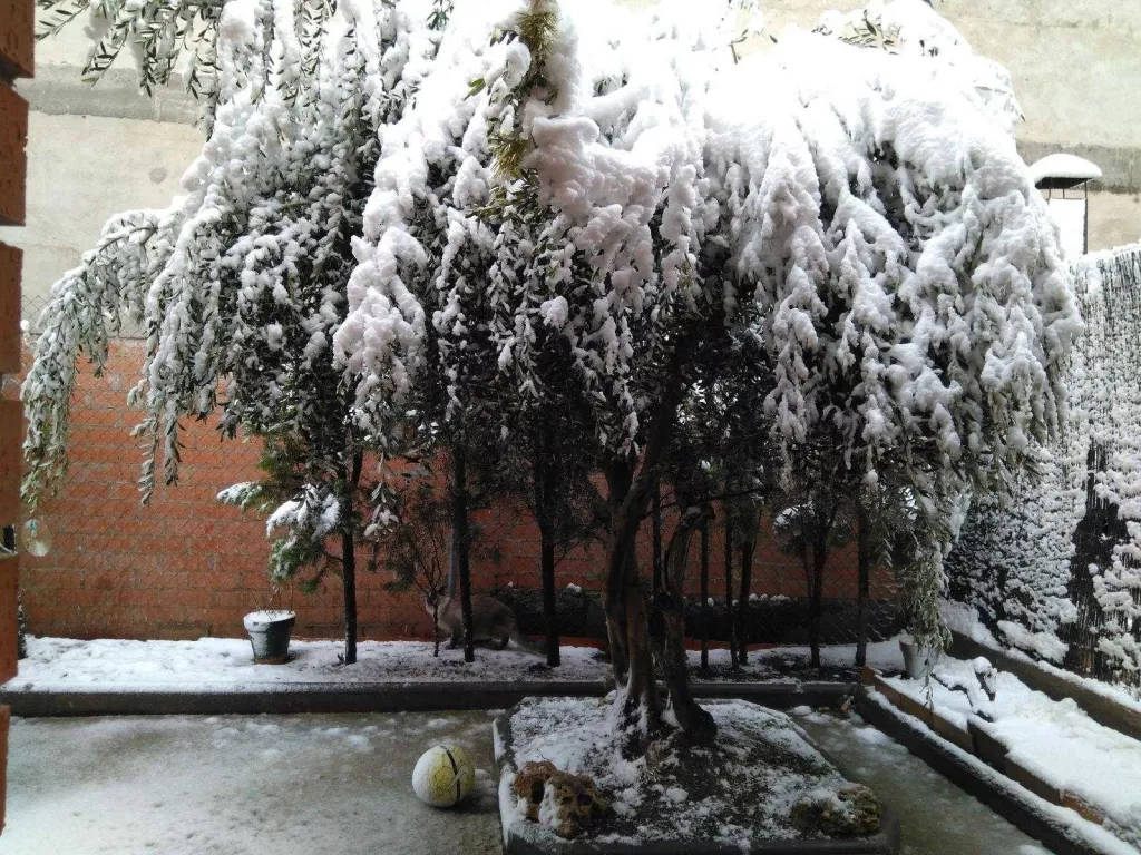 #LleidaComNeva: LES MILLORS IMATGES DE LA NEVADA