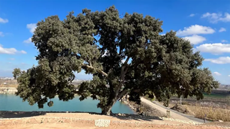 L’Alzinera del Quelàs de Miralcamp es converteix en arbre monumental