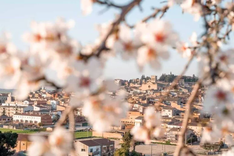 La floració a les Garrigues: un espectacle efímer de color i fragància