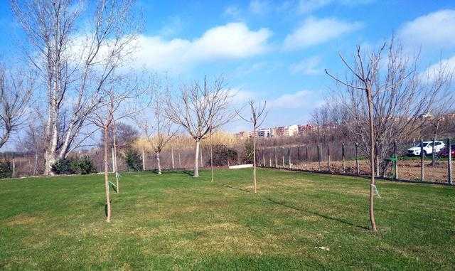 La Paeria planta prop de 900 arbres i 1.200 plantes arbustives durant aquest hivern