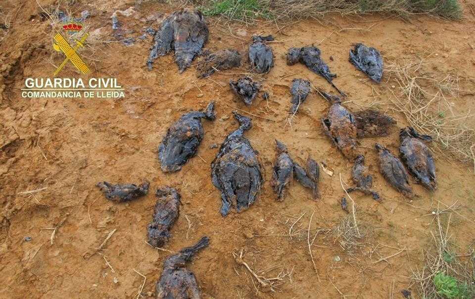El Seprona investiga una empresa de fertilitzants de Soses per la mort d'una vintena d'aus