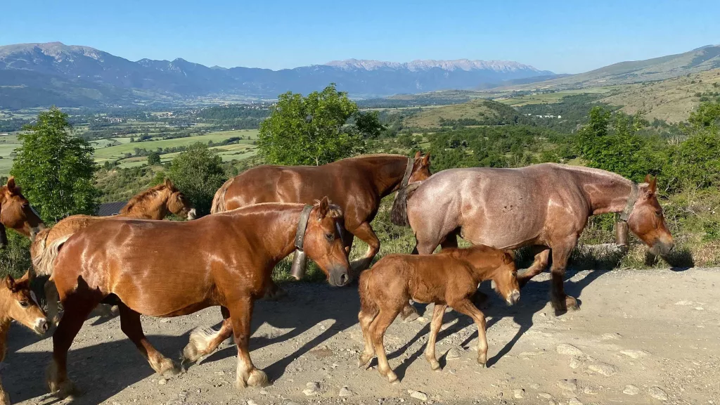 ⏯️ Prop de cent persones acompanyen el bestiar de Llívia en el camí de la transhumància