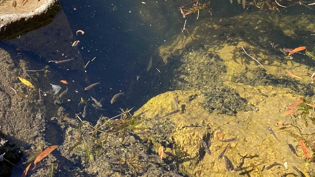 ⏯️ Els Agents Rurals introdueixen 50.000 truites en un estany per millorar la biodiversitat