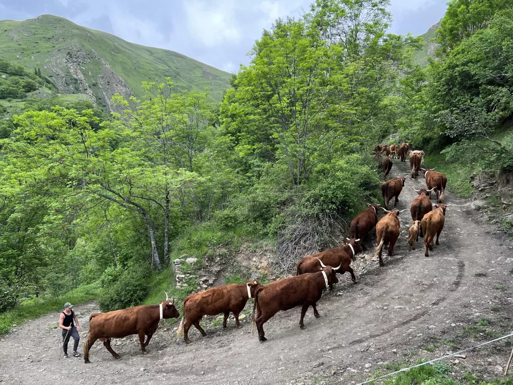 ⏯️ La sequera no impedeix que més d'un miler de vaques pugin a la muntanya a passar l'estiu