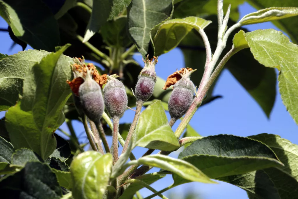 ⏯️ JARC avisa que "si continuen les restriccions d'aigua no hi haurà aliments de proximitat"
