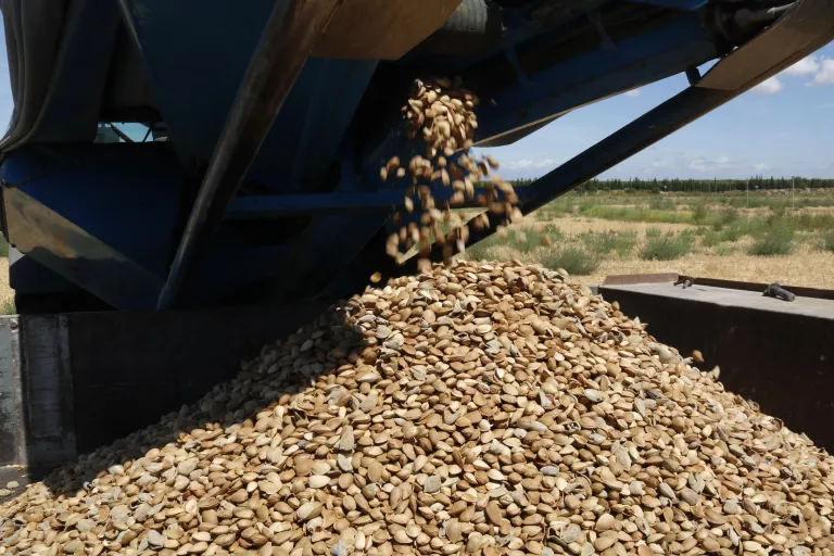 La calor obliga a avançar la collita d’ametlla mentre el sector confia repetir els resultats de l’any passat